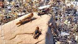 مبارزه با ملخ در ۴۳۰۰ هکتار از اراضی خراسان شمالی